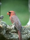 Northern Cardinal © Jayphotos