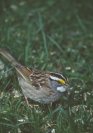 White-throated Sparrow © Jayphotos