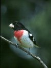 Rose-breasted Grosbeak-Male © Jayphotos