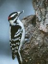 Hairy Woodpecker © Jayphotos