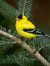 American Goldfinch © Jayphotos