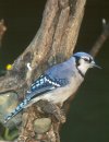 Blue Jay © Jayphotos