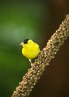 American Goldfinch © Jayphotos