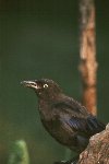 Common Grackle © Jayphotos