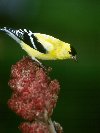 American Goldfinch © Jayphotos