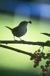 House Wren © Jayphotos