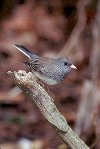  Dark-eyed Junco © Jayphotos