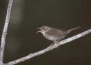 House Wren © Jayphotos