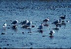 Ring-billed Seagull © Jayphotos