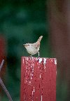 House Wren © Jayphotos