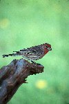 Purple Finch © Jayphotos