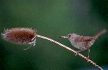 House Wren © Jayphotos