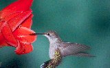 Ruby-throated Hummingbird © Jayphotos