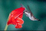 Ruby-throated Hummingbird © Jayphotos