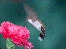 Ruby-throated Hummingbird © Jayphotos