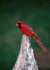 Northern Cardinal © Jayphotos