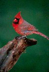 Northern Cardinal © Jayphotos