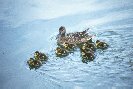 Mallard and the Ducklings © Jayphotos