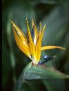 Strelitzia Reginae © Jay Photos