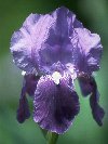 Iris © Jay Photos