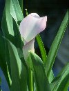 Pink Cala Lily © Jay Photos