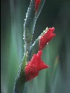 Gladiolus © Jay Photos