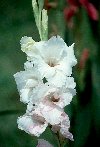 Gladiolus© Jay Photos