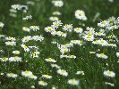 Daisies © Jay Photos