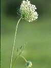 Queen Anne's Lace © Jay Photos