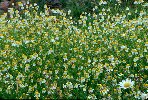 Daisies © Jay Photos