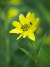 Jerusalem Artichoke © Jay Photos