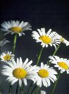 Daisies© Jay Photos