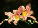 Daylily © Jayphotos