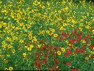 Coreopsis © Jayphotos