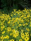 Black-eyed Susan © Jay Photos