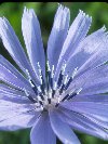 Chicory © Jay Photos