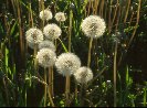 Remains of Dandelions © Jay Photos