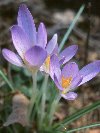 Crocus-purple © Jay Photos