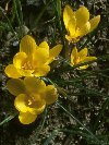 Crocus-yellow © Jay Photos