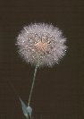 Remains of Dandelions © Jay Photos