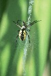 Black-and-yellow Argiope © Jay Photos