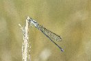 Damsel Fly © Jay Photos