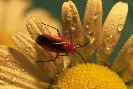 Redbug or Cotton Stainer © Jay photos