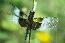 Common Skimmer © Jay Photos