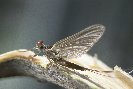 Mayfly © Jay Photos