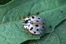 Spotted Beetle © Jay Photos