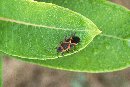 Eastern Box Elder Bug © Jay Photos