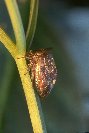 Buffalo Treehopper © Jay photos