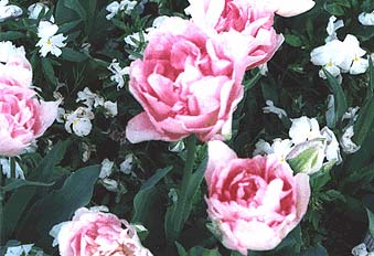 pink tulips