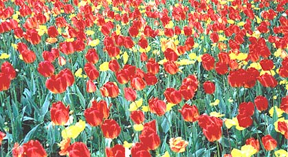 Tulip closeup